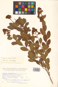 Spiraea salicifolia L., Siberia, Russian Far East (S6) (Russia)