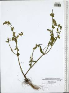 Stachys annua (L.) L., Eastern Europe, Central region (E4) (Russia)