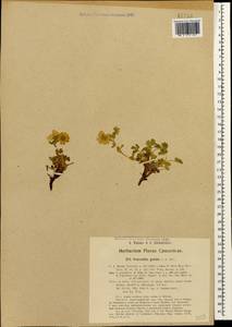 Potentilla crantzii subsp. gelida (C.A.Mey.) Soják, Caucasus, Azerbaijan (K6) (Azerbaijan)