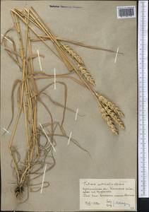 Triticum aestivum L., Middle Asia, Northern & Central Kazakhstan (M10) (Kazakhstan)