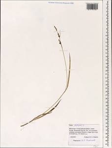 Carex distans L., Mongolia (MONG) (Mongolia)