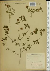 Trifolium campestre Schreb., Eastern Europe, North Ukrainian region (E11) (Ukraine)