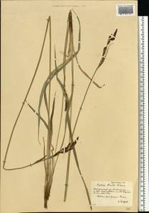 Carex buekii Wimm., Eastern Europe, South Ukrainian region (E12) (Ukraine)