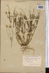 Cancrinia discoidea (Ledeb.) Poljakov ex Tzvelev, Middle Asia, Syr-Darian deserts & Kyzylkum (M7) (Uzbekistan)