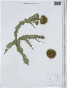 Onopordum acanthium L., Eastern Europe, Central region (E4) (Russia)