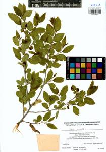 Ulmus pumila L., Siberia, Baikal & Transbaikal region (S4) (Russia)