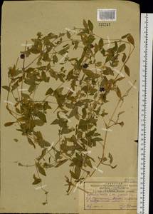 Silene baccifera (L.) Roth, Siberia, Russian Far East (S6) (Russia)