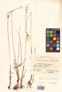 Eriophorum medium Andersson, Siberia, Russian Far East (S6) (Russia)