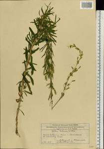 Silene tatarica (L.) Pers., Eastern Europe, Moscow region (E4a) (Russia)