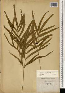 Pteris cretica L., South Asia, South Asia (Asia outside ex-Soviet states and Mongolia) (ASIA) (Japan)