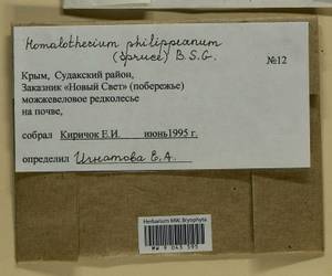 Homalothecium philippeanum (Spruce) Schimp., Bryophytes, Bryophytes - Crimea (B3a) (Russia)