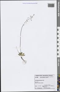 Micranthes foliolosa (R. Br.) Gornall, Siberia, Central Siberia (S3) (Russia)