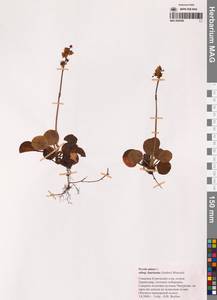 Pyrola faurieana Andres, Siberia, Russian Far East (S6) (Russia)