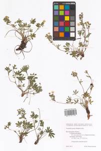 Potentilla patula Waldst. & Kit., Eastern Europe, Central forest-and-steppe region (E6) (Russia)