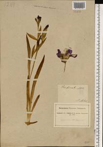 Iris aphylla L., Eastern Europe, South Ukrainian region (E12) (Ukraine)