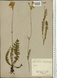 Filipendula vulgaris Moench, Eastern Europe, North Ukrainian region (E11) (Ukraine)