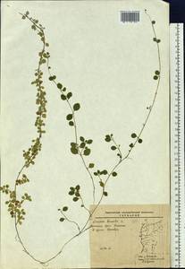 Linnaea borealis L., Siberia, Baikal & Transbaikal region (S4) (Russia)