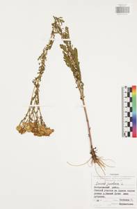 Jacobaea vulgaris subsp. vulgaris, Eastern Europe, Central region (E4) (Russia)