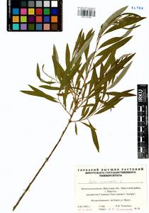 Salix viminalis L., Siberia, Baikal & Transbaikal region (S4) (Russia)