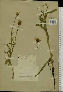 Tragopogon orientalis L., Siberia, Western (Kazakhstan) Altai Mountains (S2a) (Kazakhstan)