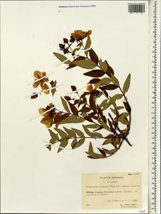 Hypericum patulum C.P. Thunberg ex A. Murray, South Asia, South Asia (Asia outside ex-Soviet states and Mongolia) (ASIA) (China)