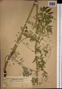 Anthriscus sylvestris subsp. sylvestris, Siberia, Russian Far East (S6) (Russia)