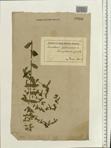 Scutellaria galericulata L., Eastern Europe, Middle Volga region (E8) (Russia)