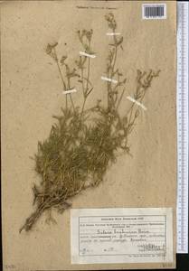 Silene brahuica Boiss., Middle Asia, Northern & Central Tian Shan (M4) (Kazakhstan)