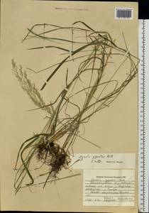 Agrostis gigantea Roth, Eastern Europe, South Ukrainian region (E12) (Ukraine)