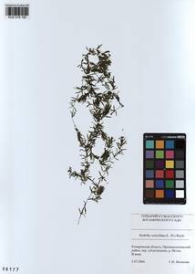 KUZ 018 182, Hydrilla verticillata (L.f.) Royle, Siberia, Altai & Sayany Mountains (S2) (Russia)