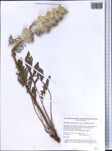 Phlomoides speciosa (Rupr.) Adylov, Kamelin & Makhm., Middle Asia, Northern & Central Tian Shan (M4) (Kyrgyzstan)