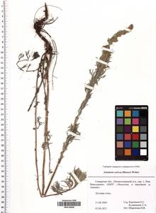 Artemisia sericea (Besser) Weber, Eastern Europe, Middle Volga region (E8) (Russia)