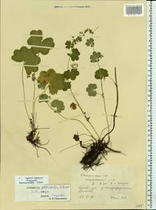 Alchemilla glabricaulis H. Lindb., Eastern Europe, Central forest region (E5) (Russia)