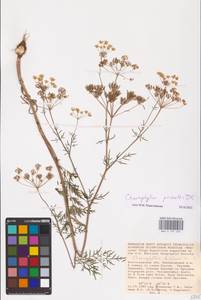 Chaerophyllum prescottii DC., Eastern Europe, Lower Volga region (E9) (Russia)