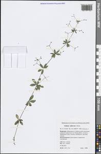 Galium triflorum Michx., Siberia, Baikal & Transbaikal region (S4) (Russia)