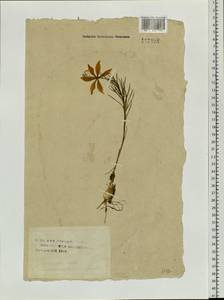 Lilium pumilum Redouté, Siberia, Altai & Sayany Mountains (S2) (Russia)