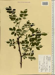 Rosa canina L., Eastern Europe, Central forest-and-steppe region (E6) (Russia)