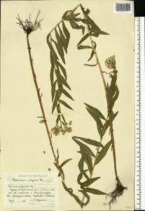Achillea ptarmica subsp. ptarmica, Eastern Europe, Lower Volga region (E9) (Russia)