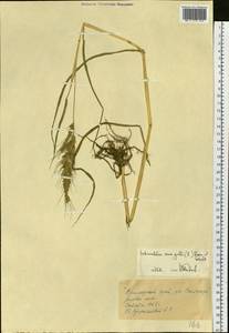 Echinochloa crus-galli (L.) P.Beauv., Siberia, Russian Far East (S6) (Russia)