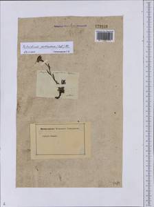 Eritrichium pectinatum (Pall.) DC., Siberia, Altai & Sayany Mountains (S2) (Russia)