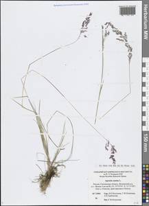 Agrostis canina L., Eastern Europe, Western region (E3) (Russia)