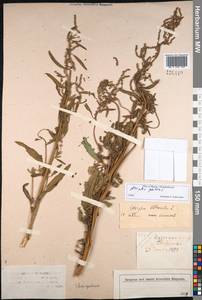 Atriplex patens (Litv.) Iljin, Siberia, Altai & Sayany Mountains (S2) (Russia)