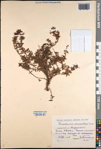 Kalmia procumbens (L.) Gift, Kron & P. F. Stevens, Siberia, Yakutia (S5) (Russia)