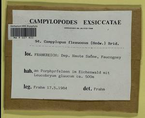 Campylopus flexuosus (Hedw.) Brid., Bryophytes, Bryophytes - Western Europe (BEu) (France)