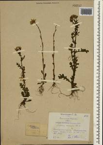 Senecio vernalis Waldst. & Kit., Crimea (KRYM) (Russia)