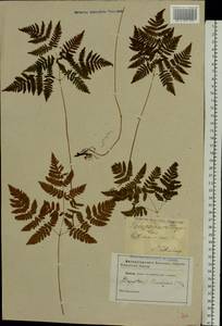 Gymnocarpium dryopteris (L.) Newman, Eastern Europe, North-Western region (E2) (Russia)