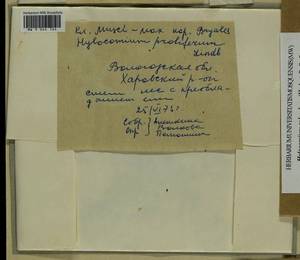 Hylocomium splendens (Hedw.) Schimp., Bryophytes, Bryophytes - European North East (B7) (Russia)