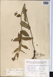 Betonica betoniciflora (Rupr. ex O.Fedtsch. & B.Fedtsch.) Sennikov, Middle Asia, Northern & Central Tian Shan (M4) (Kazakhstan)