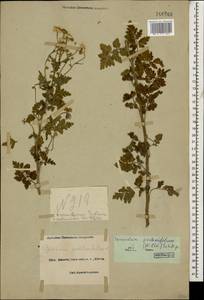 Tanacetum partheniifolium (Willd.) Sch. Bip., Caucasus, Black Sea Shore (from Novorossiysk to Adler) (K3) (Russia)