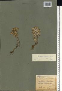 Gnaphalium rossicum Kirp., Eastern Europe, North Ukrainian region (E11) (Ukraine)